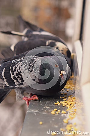Hungry wild pigeon pecks grains on the windowsill. Help the birds in the winter. Enviroment protection Stock Photo