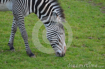 Hungry Zebra Snacking on Grass on a Prairie Stock Photo