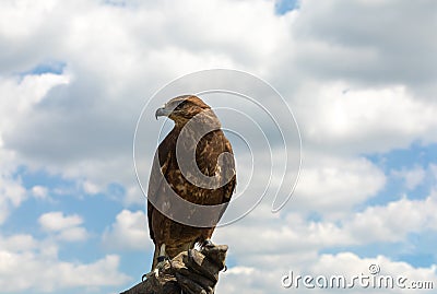 A bird of prey is sitting on a glove on its arm against a clear sky. Flight safety at airports Stock Photo