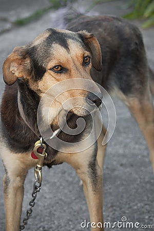 Huntaway dog Stock Photo
