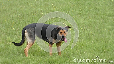 Huntaway dog in training a beautiful day for training outdoors Stock Photo