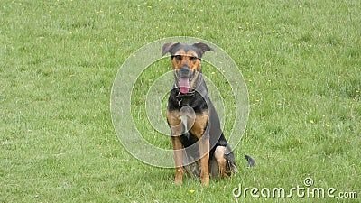 Huntaway dog in training a beautiful day for training outdoors Stock Photo