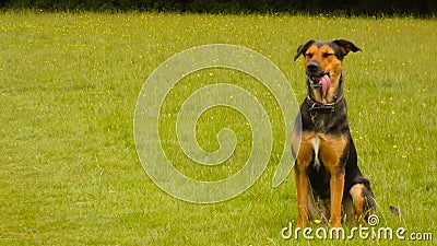 Huntaway dog in training for search and rescue, a beautiful day for training outdoors Stock Photo