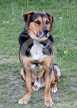 A Huntaway dog used for working sheep and cows. Stock Photo