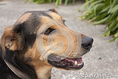 Huntaway farm dog Stock Photo