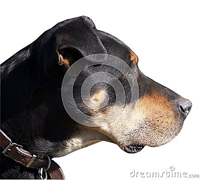 Huntaway Sheep Dog Stock Photo