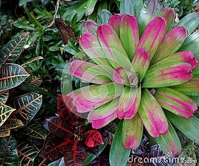 Hunte`s Gardens Barbados Stock Photo