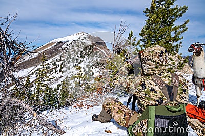 Hunter wearing camo uses binoculars to scope out a deer, as a llama watches Stock Photo