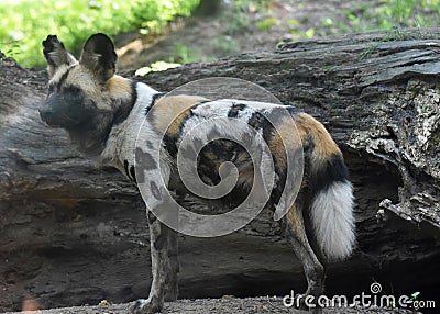 Hunter wild dog from africa with a spotted coat Stock Photo