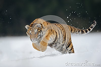 Tiger jumping on snow Stock Photo