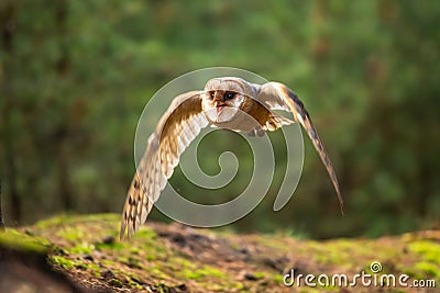 Hunting Barn Owl in nice morning light. Wildlife scene from wild nature. Stock Photo