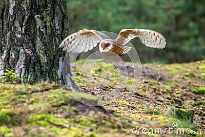 Hunting Barn Owl in nice morning light. Wildlife scene from wild nature. Stock Photo