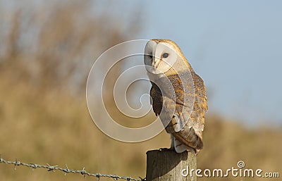A hunting Barn Owl (Tyto alba) perched on a post. Stock Photo