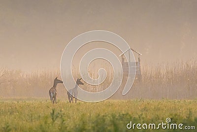 Hunting Blind and two hind in automn Stock Photo