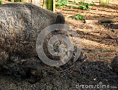 hunting boar in case of swine fever Stock Photo