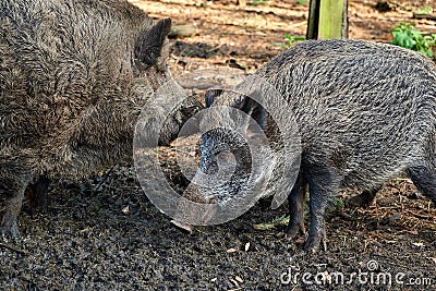 hunting boar in forest in case of fever Stock Photo