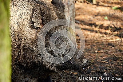 hunting boar in forest in case of fever Stock Photo