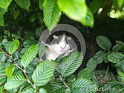 Hunting cat in a bush Stock Photo