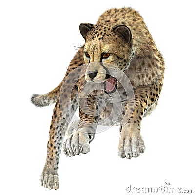 Hunting Cheetah Stock Photo