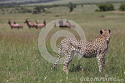 Hunting cheetah Stock Photo