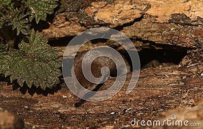 A hunting Common Shrew Sorex araneus. Stock Photo