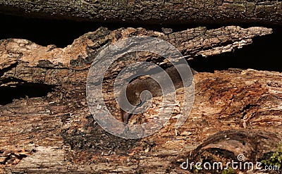 A hunting Common Shrew Sorex araneus. Stock Photo