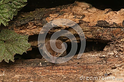 A hunting Common Shrew Sorex araneus. Stock Photo