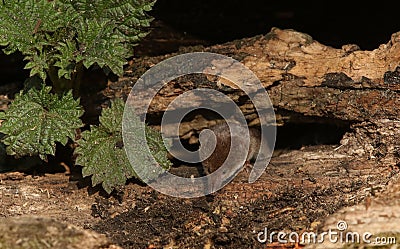 A hunting Common Shrew Sorex araneus. Stock Photo