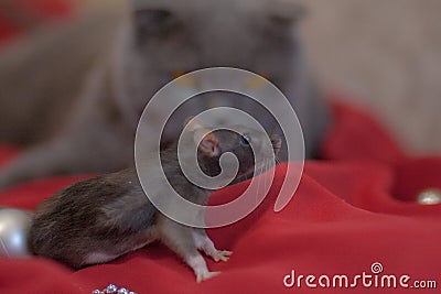 Hunting concept cat and mouse gray cat gray Stock Photo