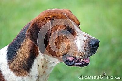 Hunting Dog Stock Photo