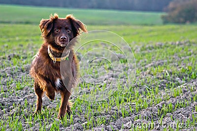 Hunting dog Stock Photo