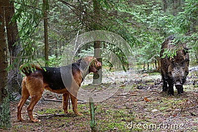 Hunting dog Stock Photo