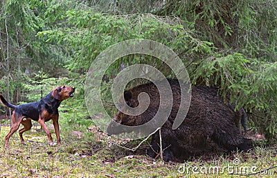 Hunting with dog Stock Photo