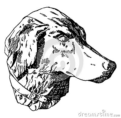 Hunting Dog Head was designed by Habenschaden of Munchen, vintage engraving Vector Illustration