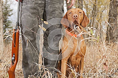 Hunting dog at heel Stock Photo