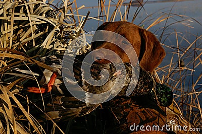 Hunting Dog with Mallard Duck Stock Photo