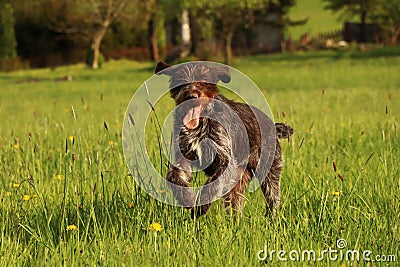 Hunting dog need plenty of daily exercise to keep him sharp and fit. Barbu tcheque in a sprint for his loot. Humorous face with Stock Photo