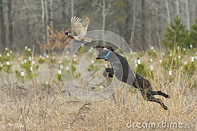 A Hunting Dog with a Pheasant Stock Photo