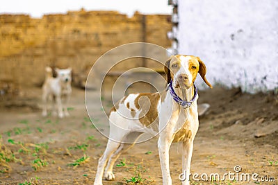 Hunting dog ready to go Stock Photo