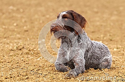 Hunting dog rest having Stock Photo