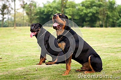 Hunting dogs Stock Photo
