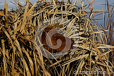 Hunting Duck Dog in Blind Stock Photo