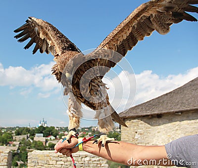 Hunting eagle Stock Photo