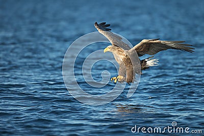 Hunting Eagle Attacking Prey. Stock Photo