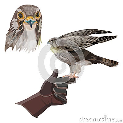 Hunting falcon vector Cartoon Illustration