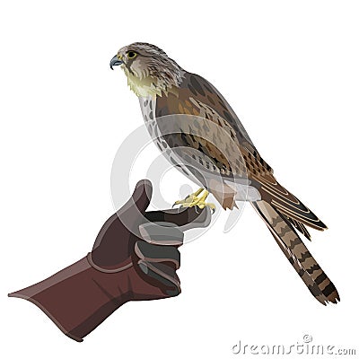 Hunting falcon vector Vector Illustration