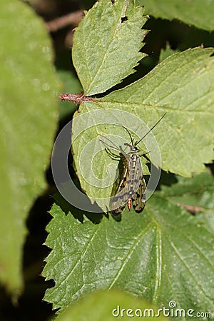 A hunting female Scorpion Fly, Panorpa communis, perching on a leaf at the edge of woodland. Stock Photo