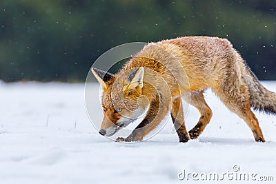 Hunting fox. Red fox, Vulpes vulpes, sniffs about prey in snow. Hungry beast in winter nature habitat. Stock Photo