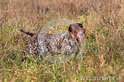 Hunting German shorthaired pointer Stock Photo