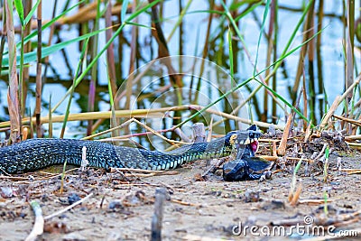 Hunting grass snake has caught fish Stock Photo